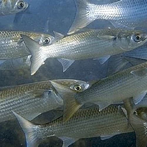 OXIS — Grey Mullet