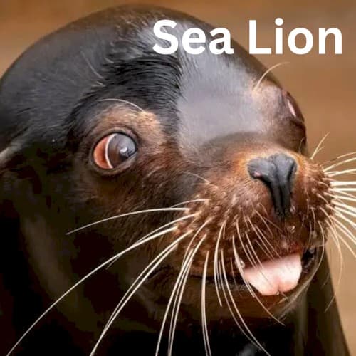 Yuno Miles — Sea Lion