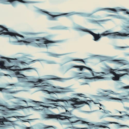 Bellbird — Soft Animal