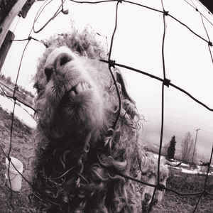 Pearl Jam — Daughter