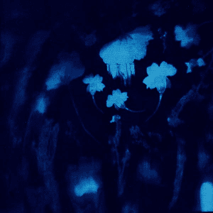 Agnes Uncaged — Rabbit