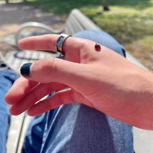 BEN SCOTT — The Bug Collector